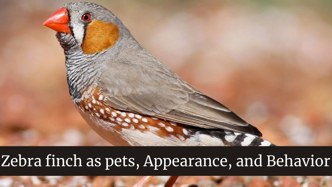 Zebra Finch Size, Appearance, and Behavior || zebra finch as pets || Where to Find the Zebra Finch