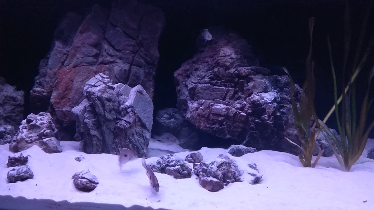 Copadichromis mloto