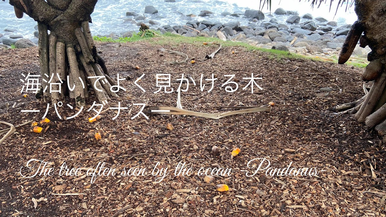 海沿いでよく見かける木｜パンダナス｜タコノキ｜海辺の観葉植物