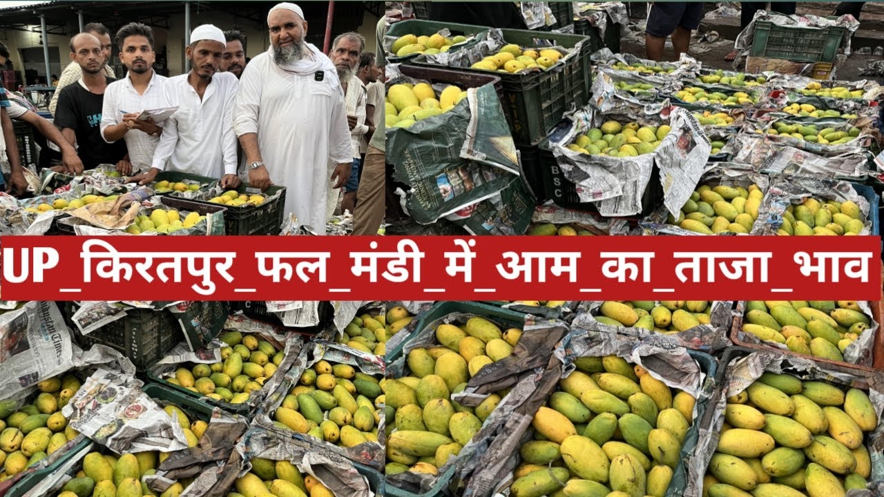UP : किरतपुर फल मंडी में दशहरी आम का आज का ताजा भाव || 🥭🥭 mango price today kiratpur fal mandi