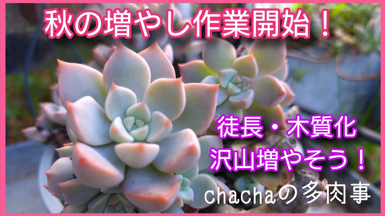 【多肉植物】秋の増やし作業開始🍂木質化した多肉・伸びた多肉の増やし作業🌱✨