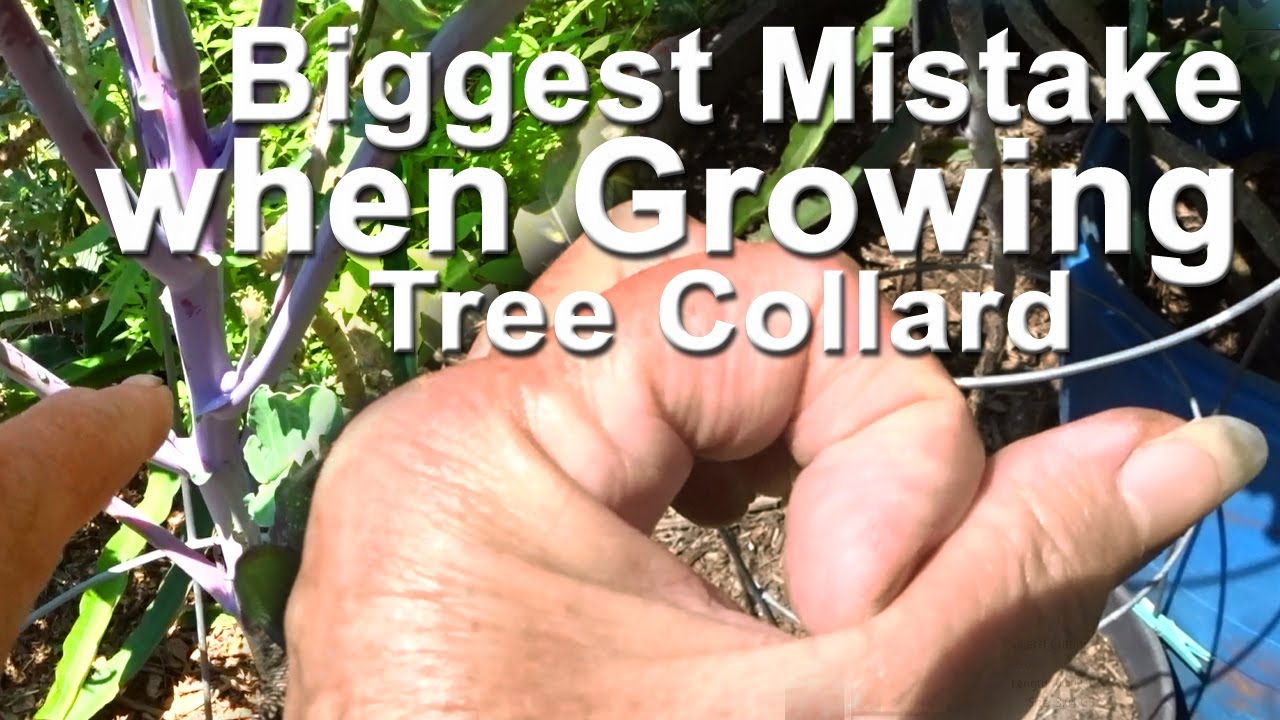 How to Make Plants from Purple Tree Collard Cuttings to Grow in Vegetable Garden Food for 20 YEARS