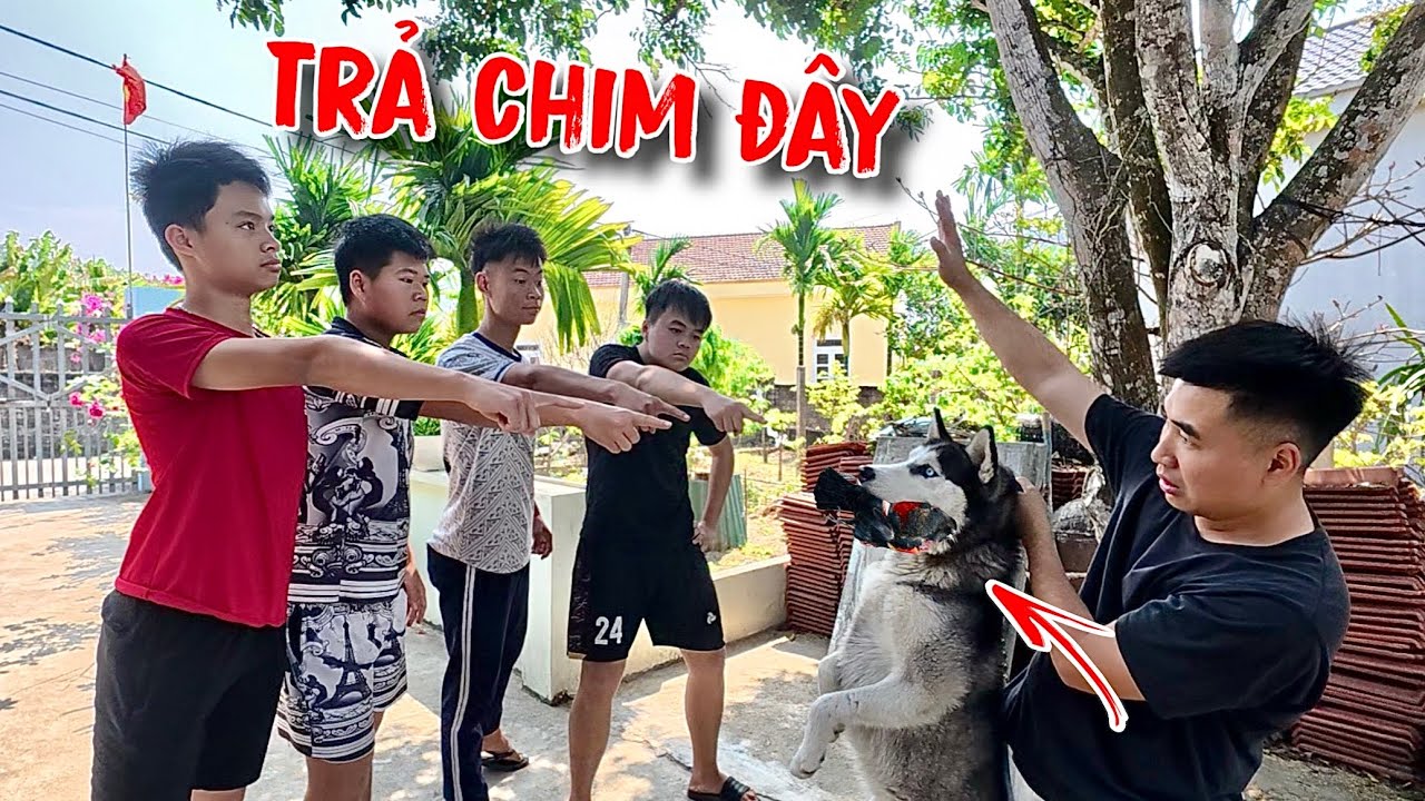 Căng Rồi! Ngáo Husky Ăn Mất Chim Quý 5 Triệu – Team Trẻ Trâu Phát Điên | Toàn Ngơ