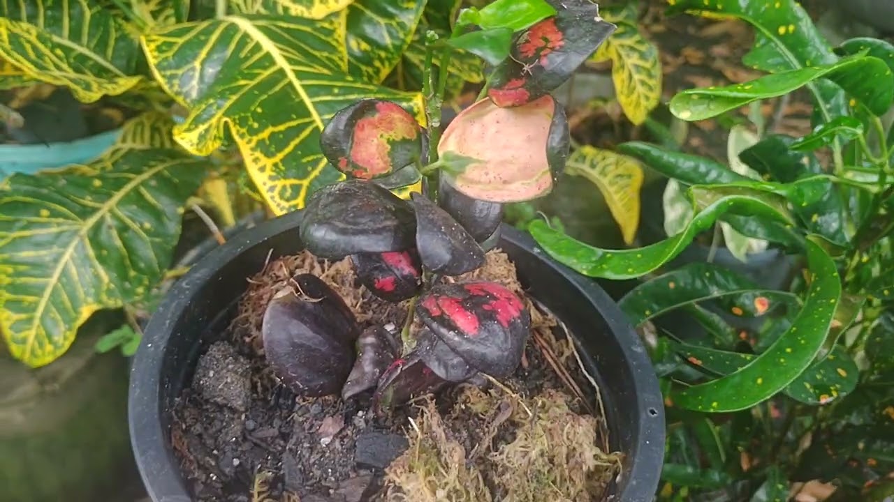 CROTONS Que SÃO DIFÍCIL NA MINHA REGIÃO 🍃🍃🤗