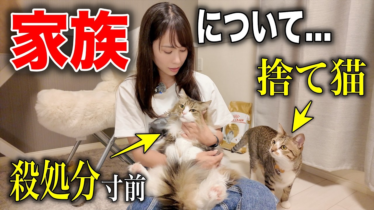 【批判覚悟】愛猫の飼育事情を公開します。