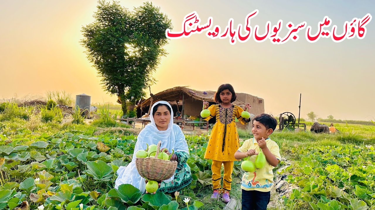 Gaon Main Sabziyon Ki Harvesting II Village Woman Farmer 🏚️🍈🍓