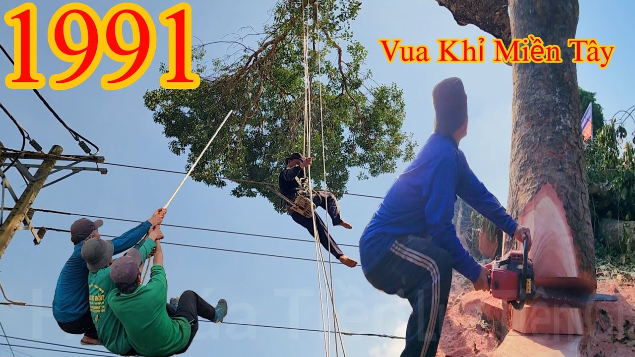 Quá nguy hiểm !! Vua Khỉ cưa hạ 2 cây Xà Cừ nằm gần đường điện ba pha (2/2) Cutting nacre tree