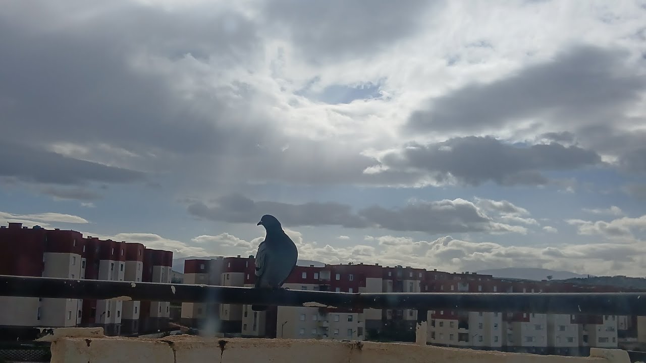 درت جولة في ساحة الشهداء… وانبهرت 😍