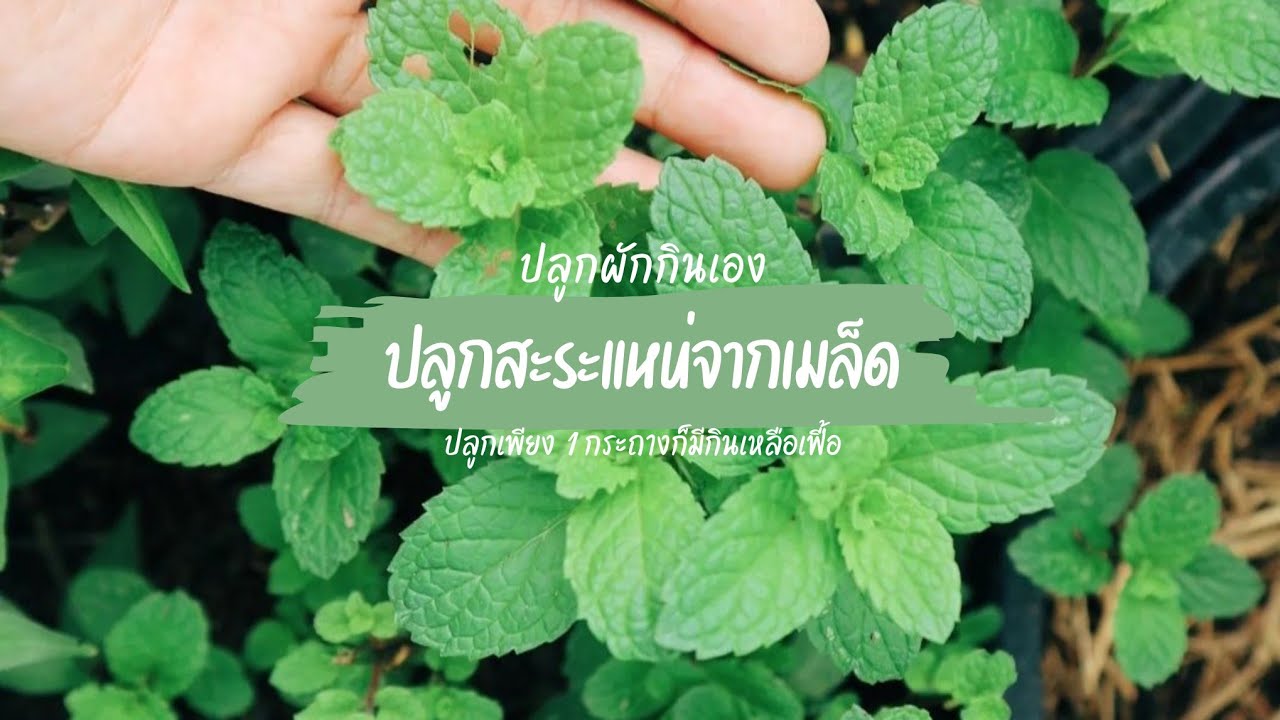ปลูกผักกินเอง : ปลูกสะระแหน่จากเมล็ด🥬
