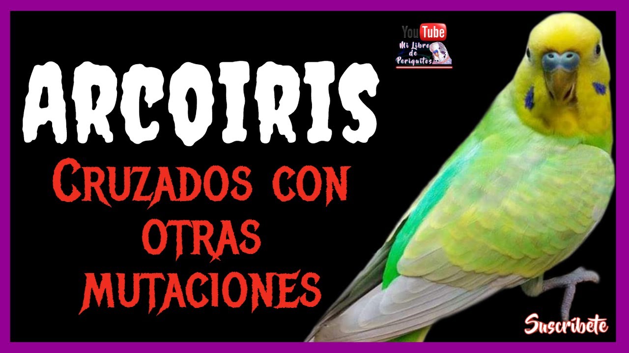 Periquita Arcoiris Cruzada Con Otras Mutaciones ¿Que Podria Salir?