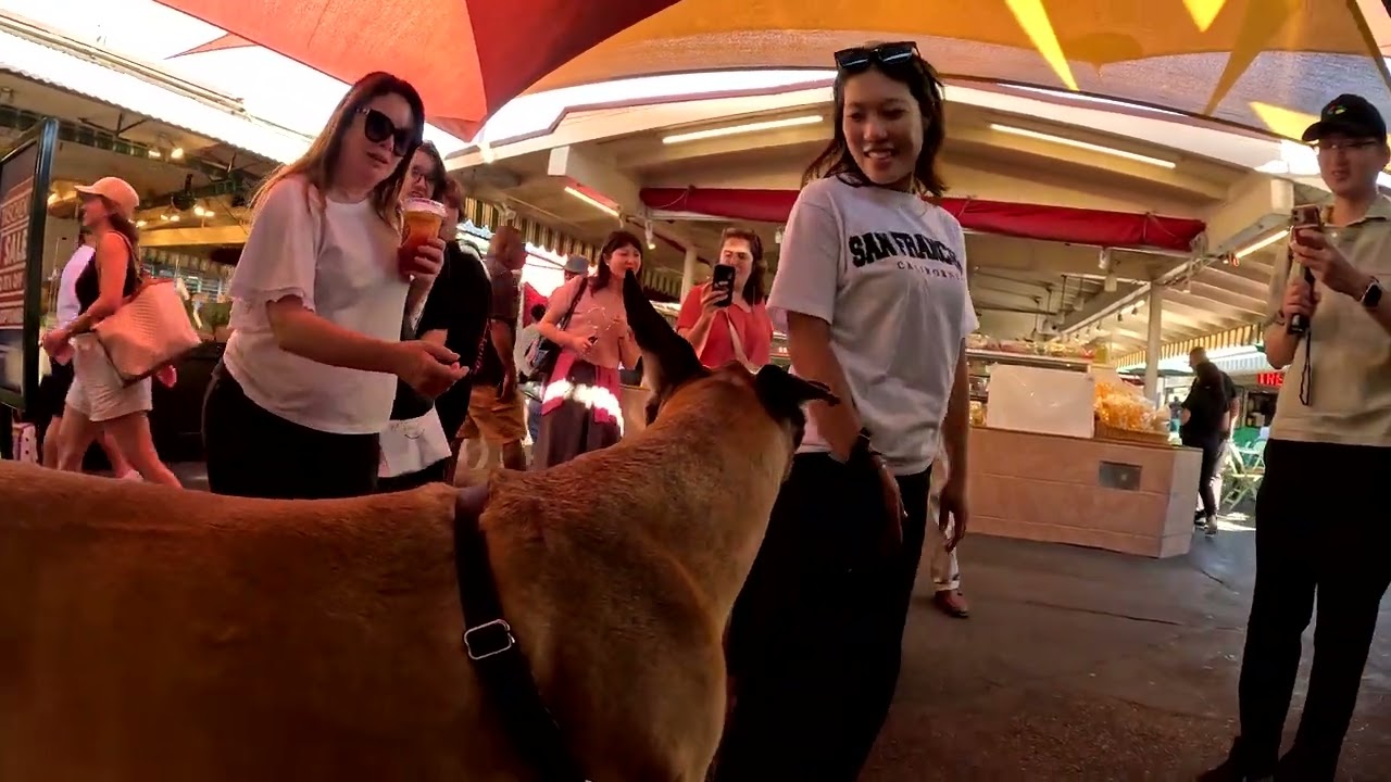 Cash 2.0 Great Dane at The Grove and Farmers Market in Los Angeles 126
