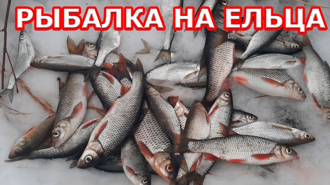 РЫБАЛКА НА ЕЛЬЦА С СЫНОМ УДАЛАСЬ.ФЕВРАЛЬ 2026