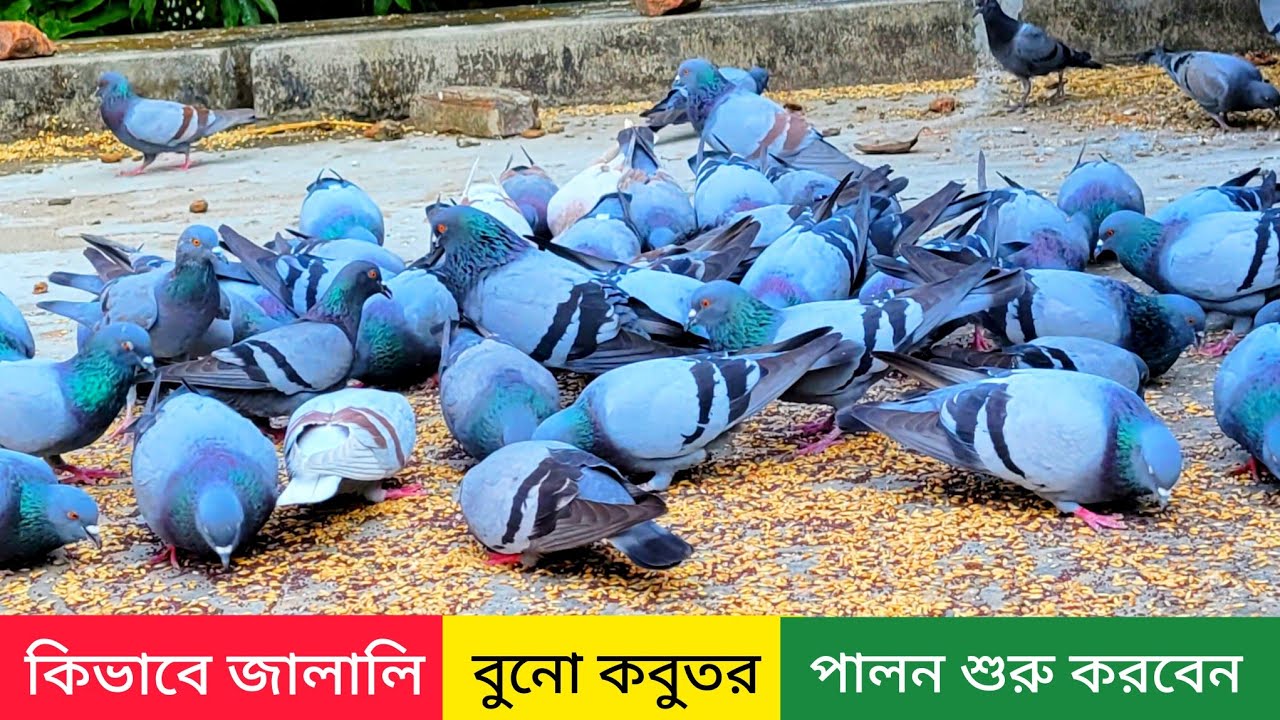 কিভাবে জালালি কবুতর পালন শুরু করবেন | বুনো কবুতর | kobutor