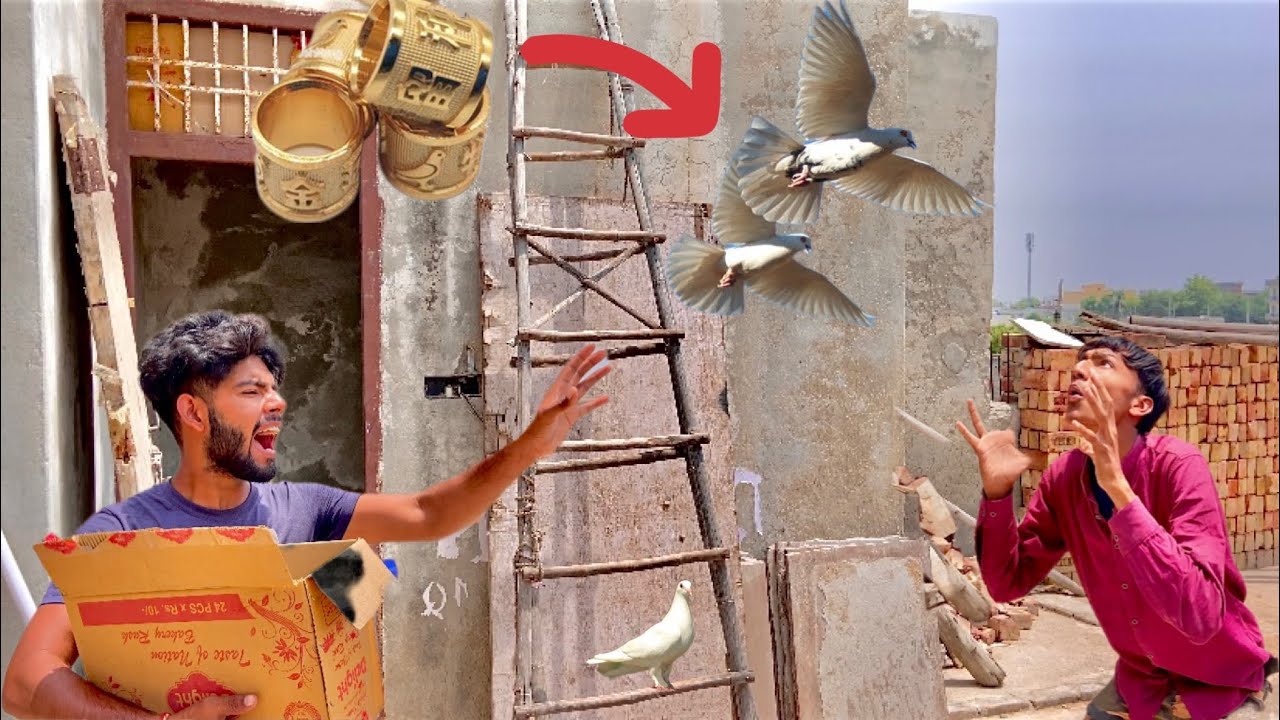 2 New ring 💍 pigeon in house 😍 ( nayi chath per naye kabutar aagaye 🕊️) Leg band 🤑