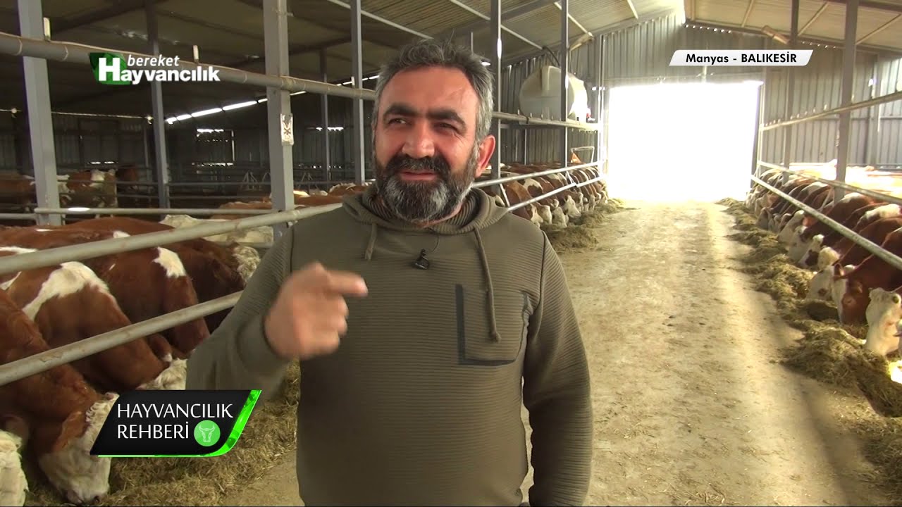 Hayvancılık Rehberi - Büyükbaş Hayvanlarda Aşı Programları / 2.Bölüm