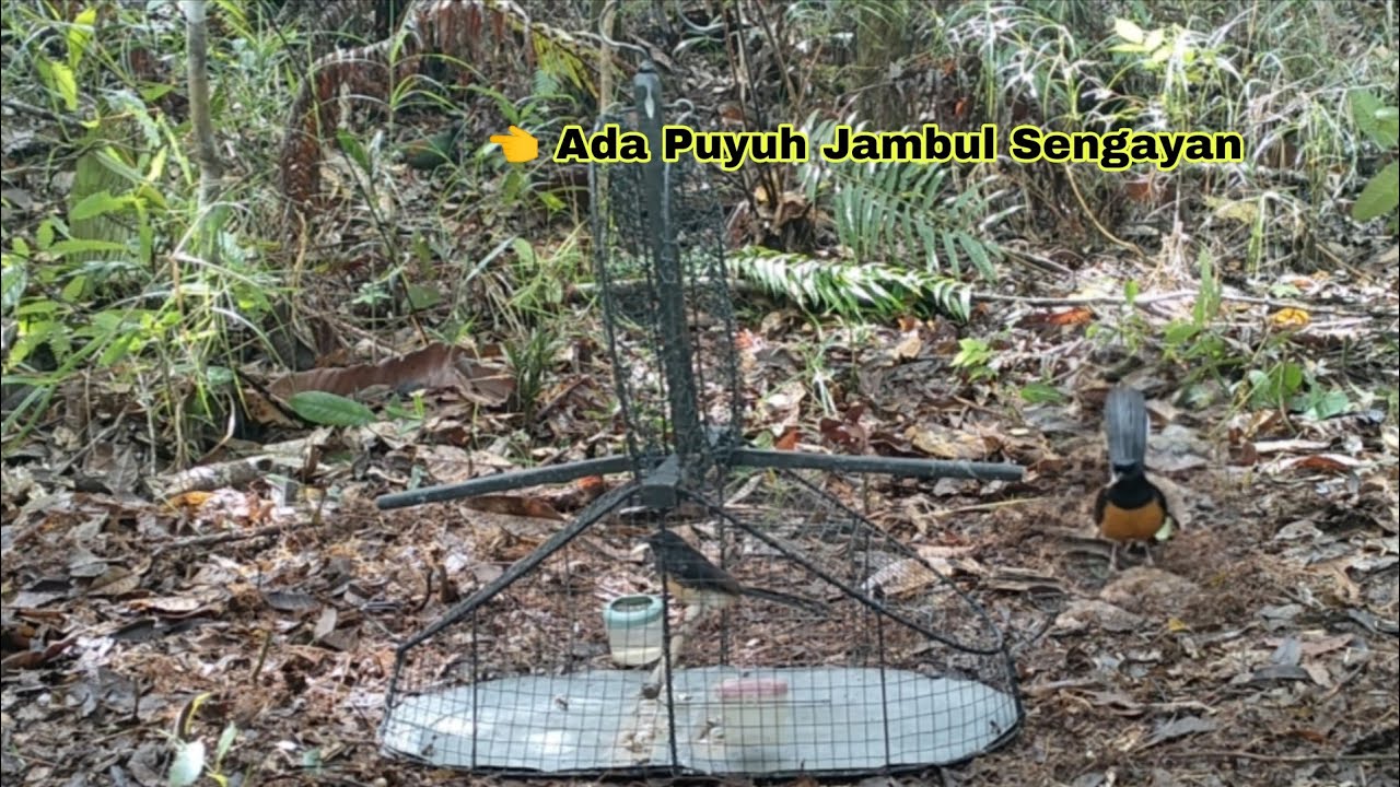 POIN LAGI || ADA BURUNG PUYUH LANGKA LEWAT PAS MIKAT MURAI BATU HUTAN