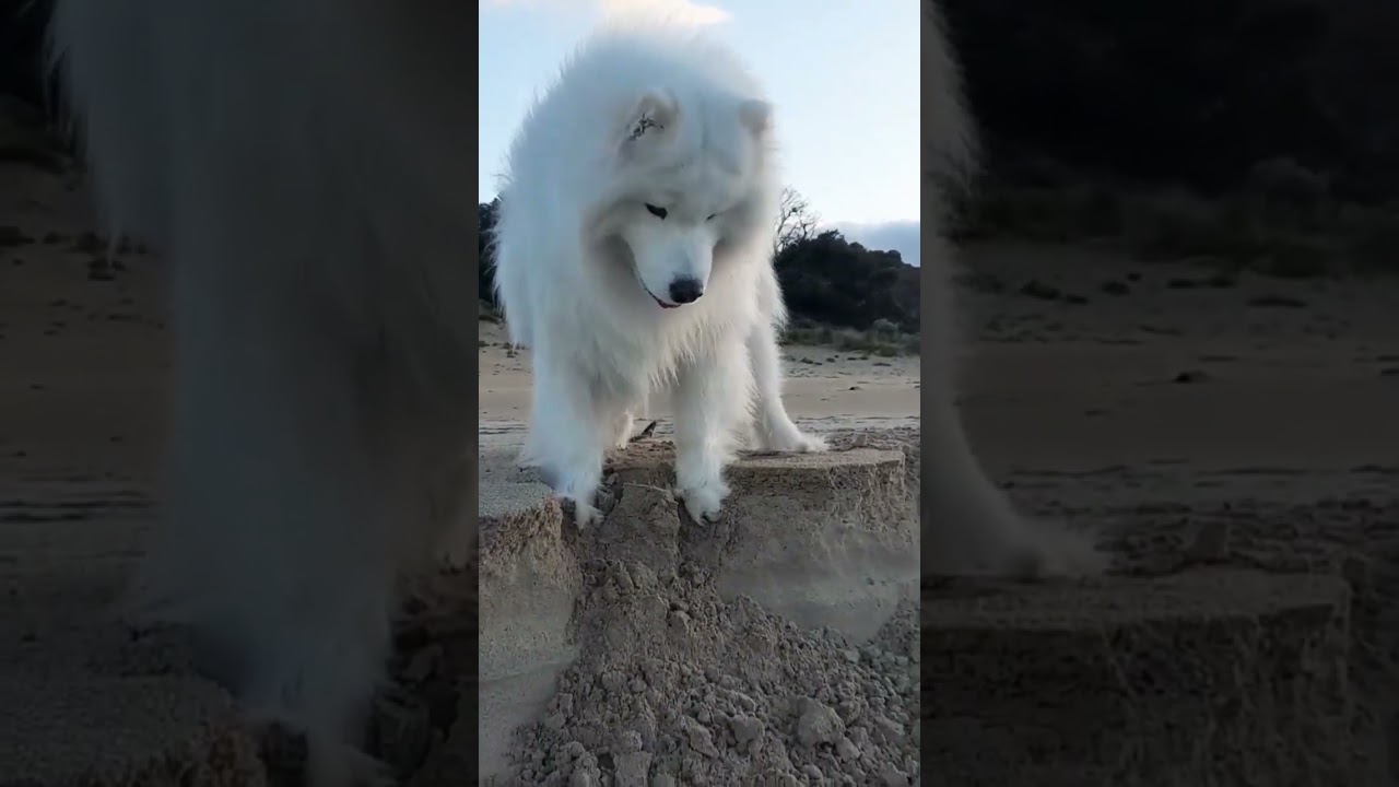My Dog FARTS! 🤣 #funnydogs #dogfart #silly #samoyed #cutedog #dog #shorts #shortsfeed #laugh
