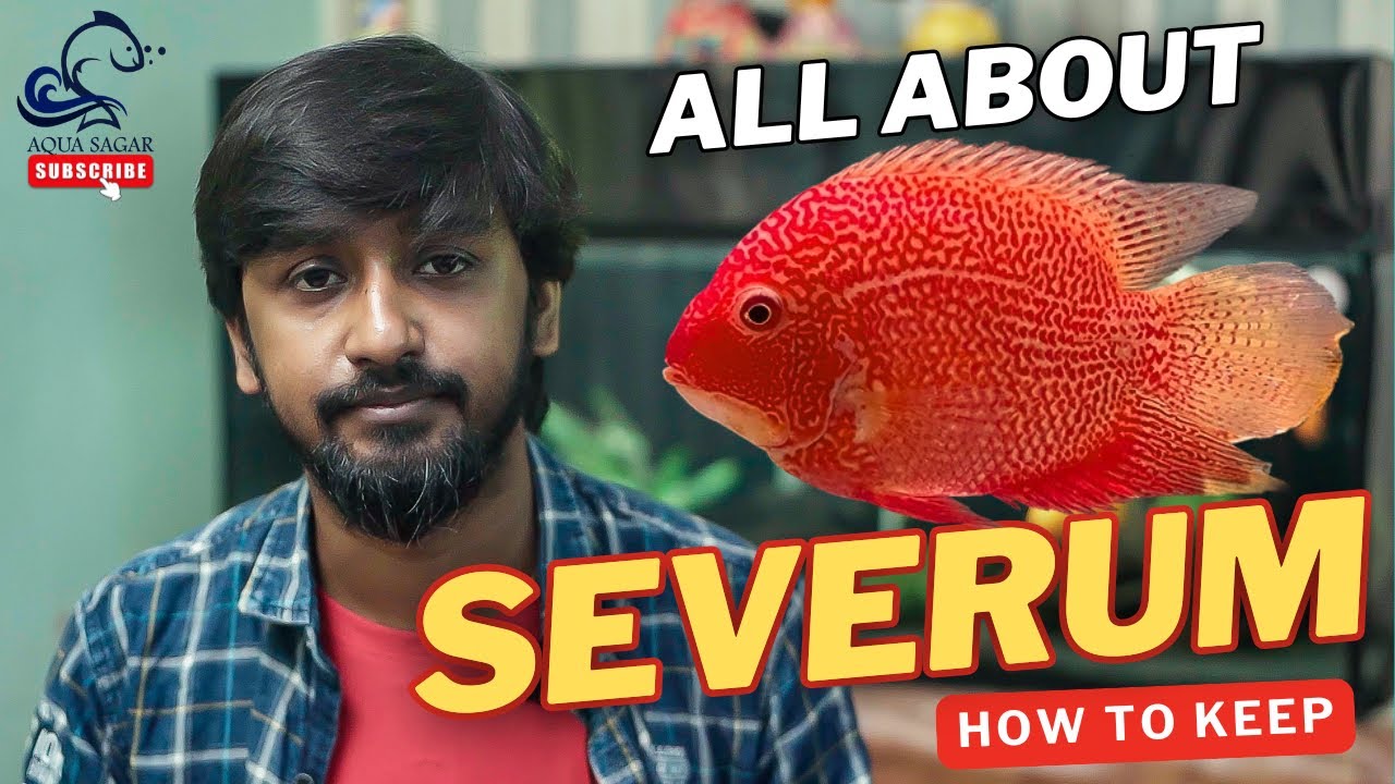 All About Severum Fish | Care, Tank Setup, Feeding & Color Strains | Aqua Sagar