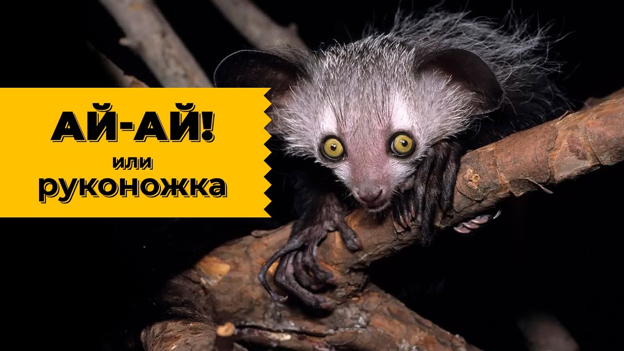 Руконожка, кто ты? Наталья Носова.