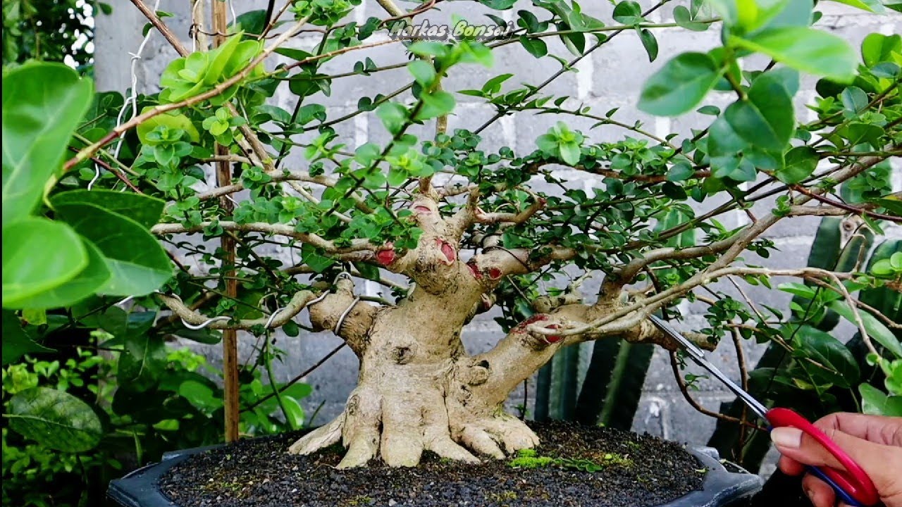 PRUNING SANCANG BOGEL 