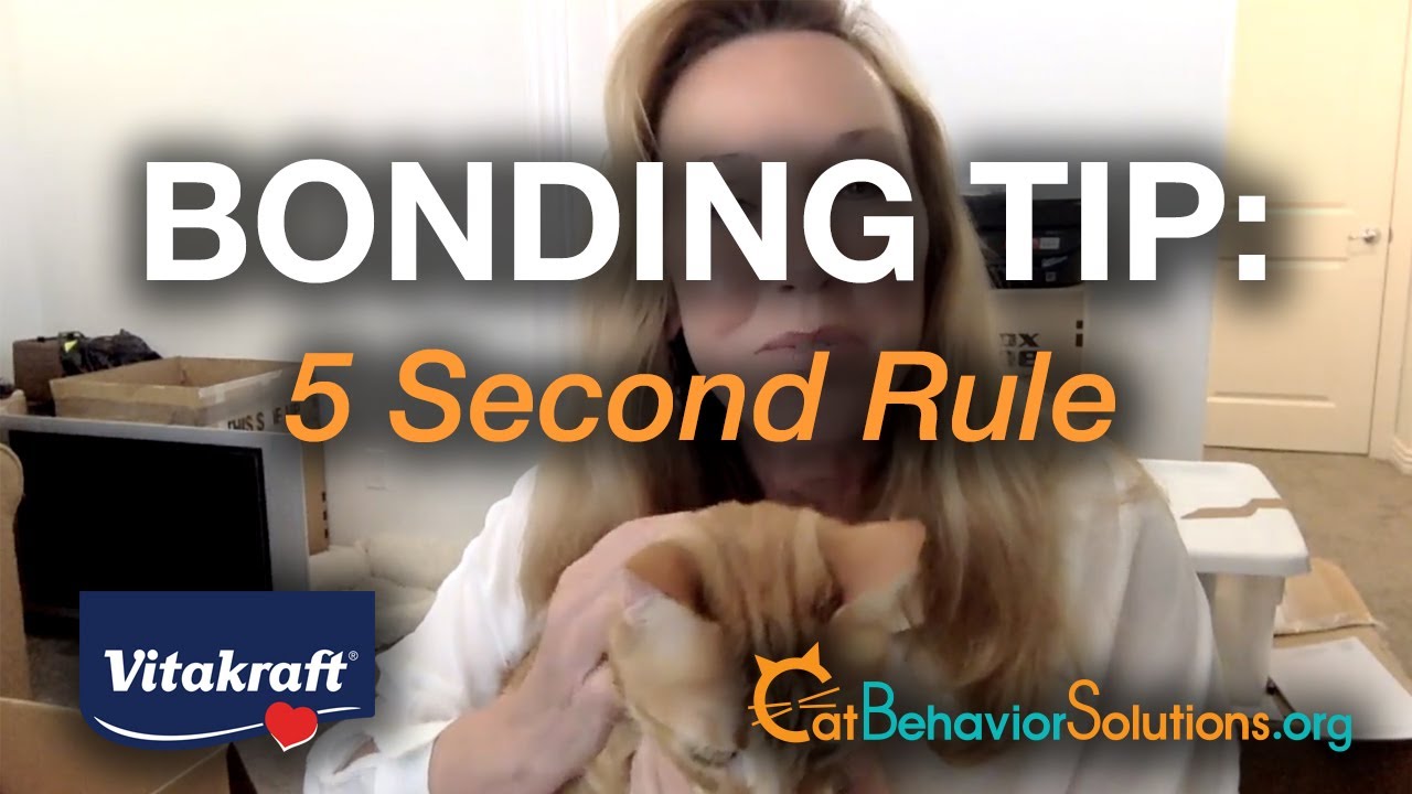 Cat Bonding Tip: 5 Second Rule