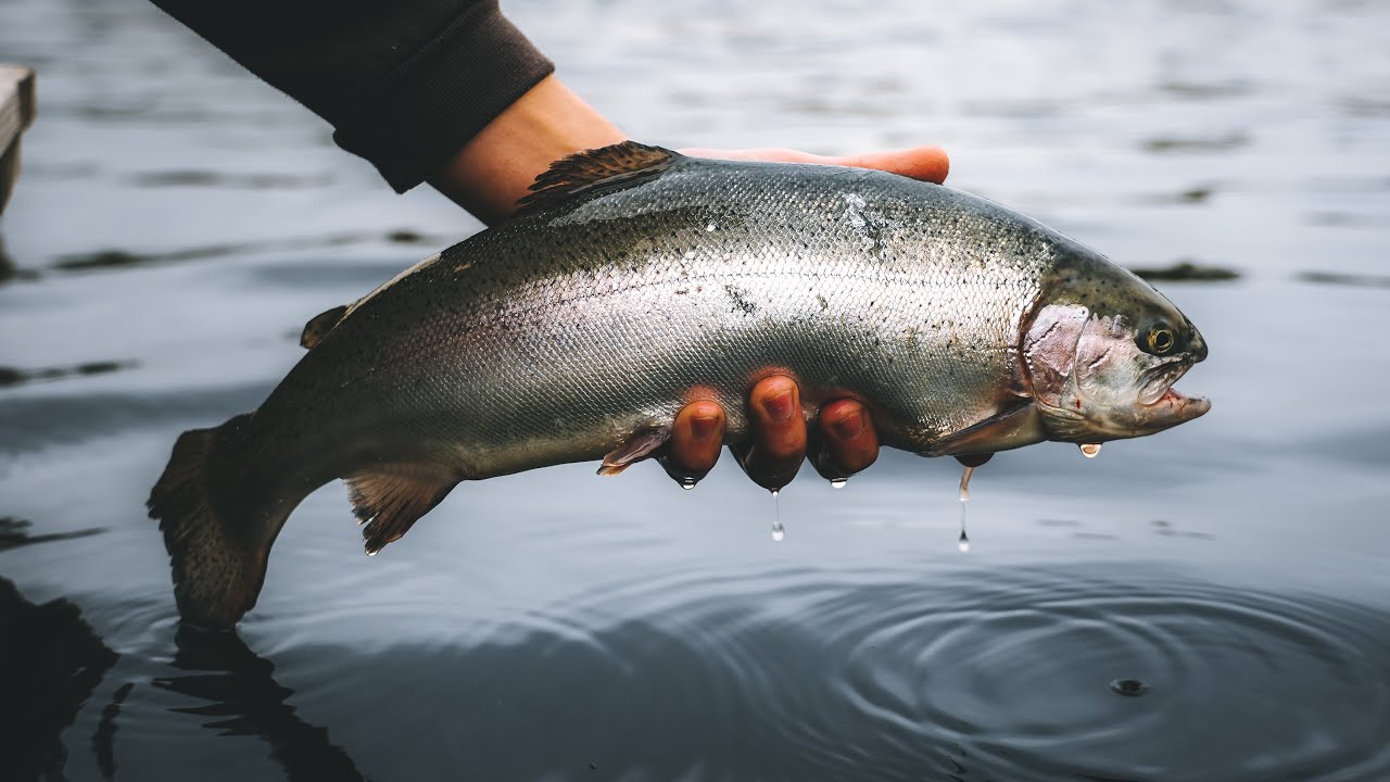 FISKE EFTER REGNBÅGE