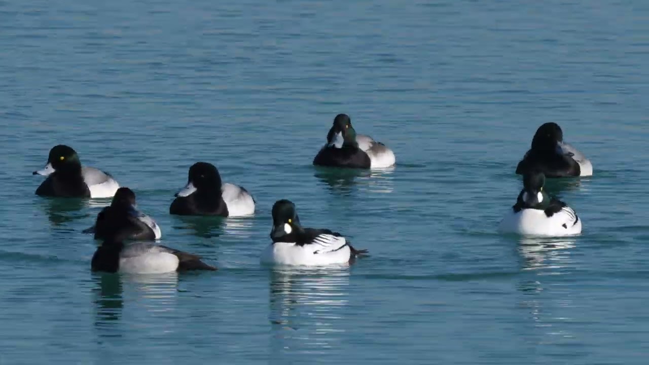 North American Common Goldeneyes gather with Greater Scaup, Red-breasted Mergansers, Herring Gulls