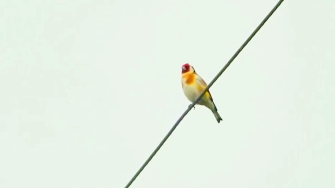 Goldfinch Songs & Calls: Meadow Melodies