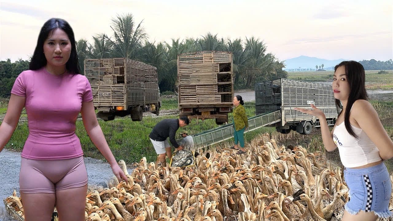 Over 20,000 ducks roam freely on the trucks, their movements forming an S-shaped pattern.