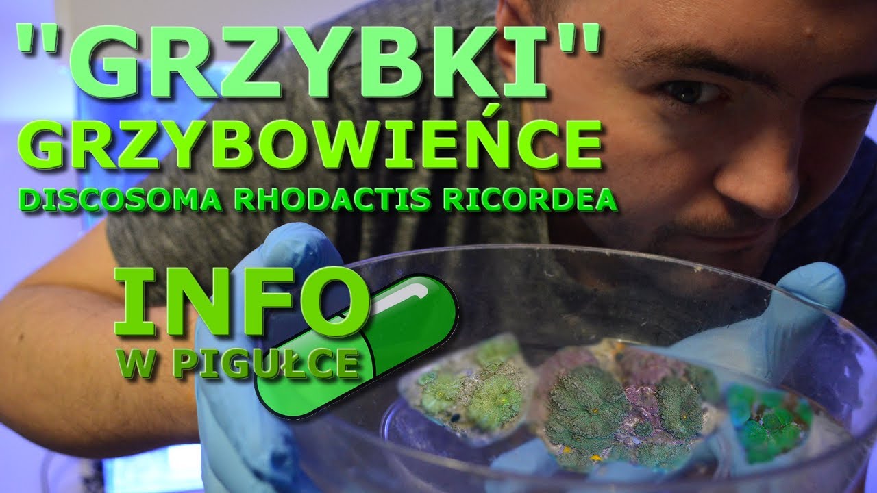 Wszystko o Grzybowieńcach (Discosoma, Rhodactis, Ricordea)