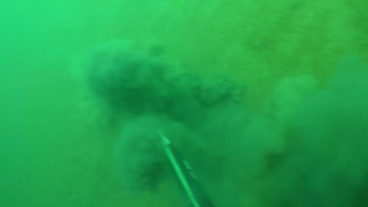 Mistakes: Spearfishing fails throughout the UK.