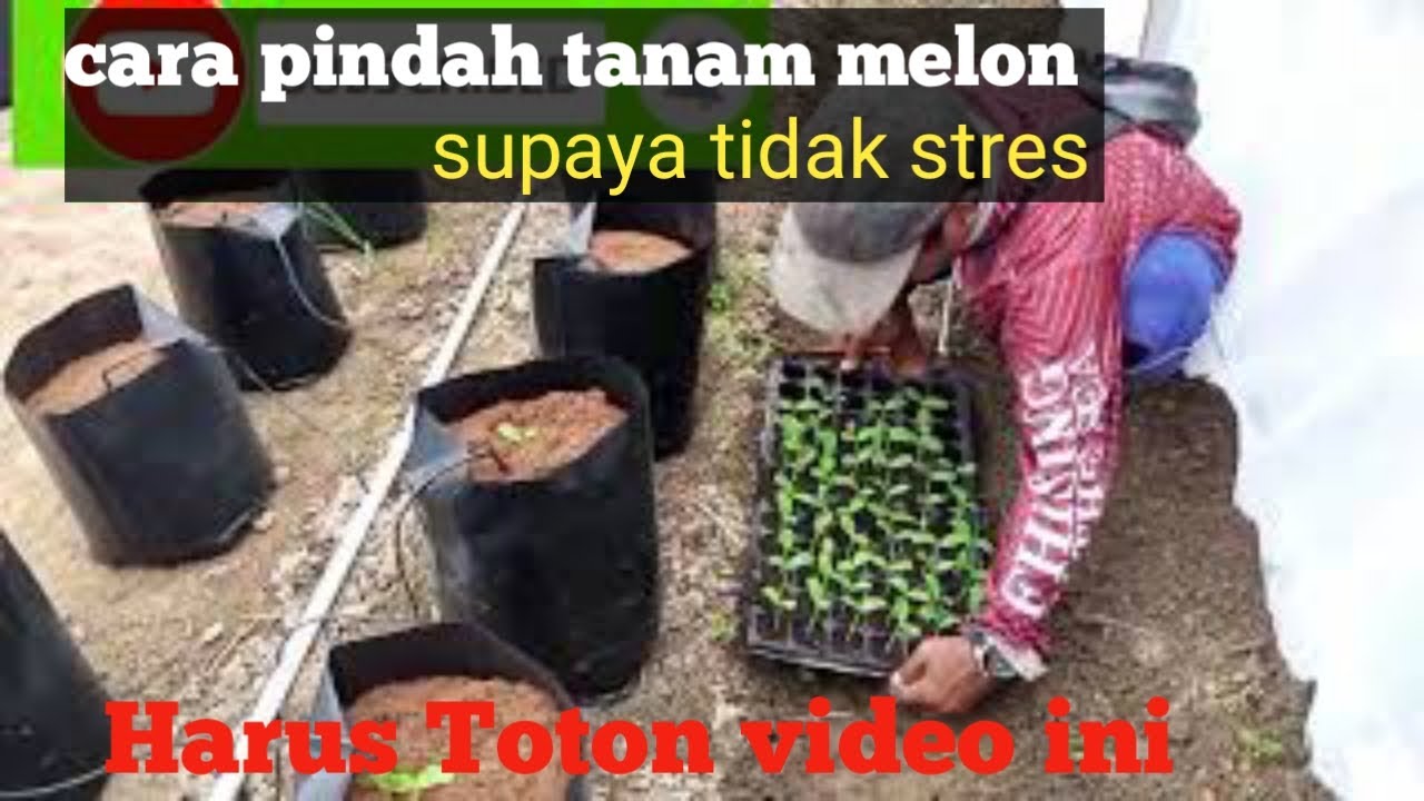 Cara pindah tanam melon lengkap dengan pemberian nutrisi dan cara kerja sistem fertigasi