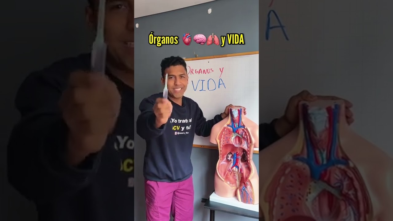 NO PODRÍAS VIVIR SIN ÓRGANOS 🫁🧠🫀