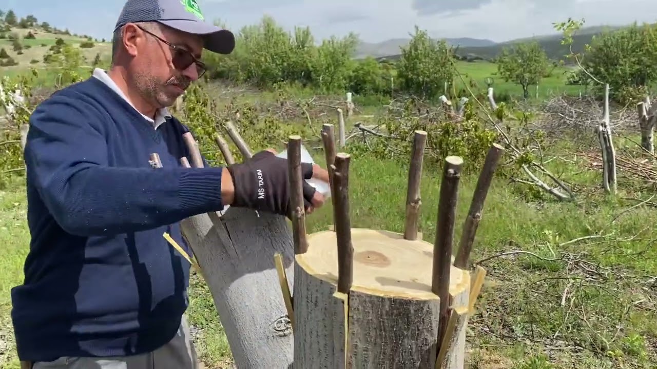 Walnut Grafting