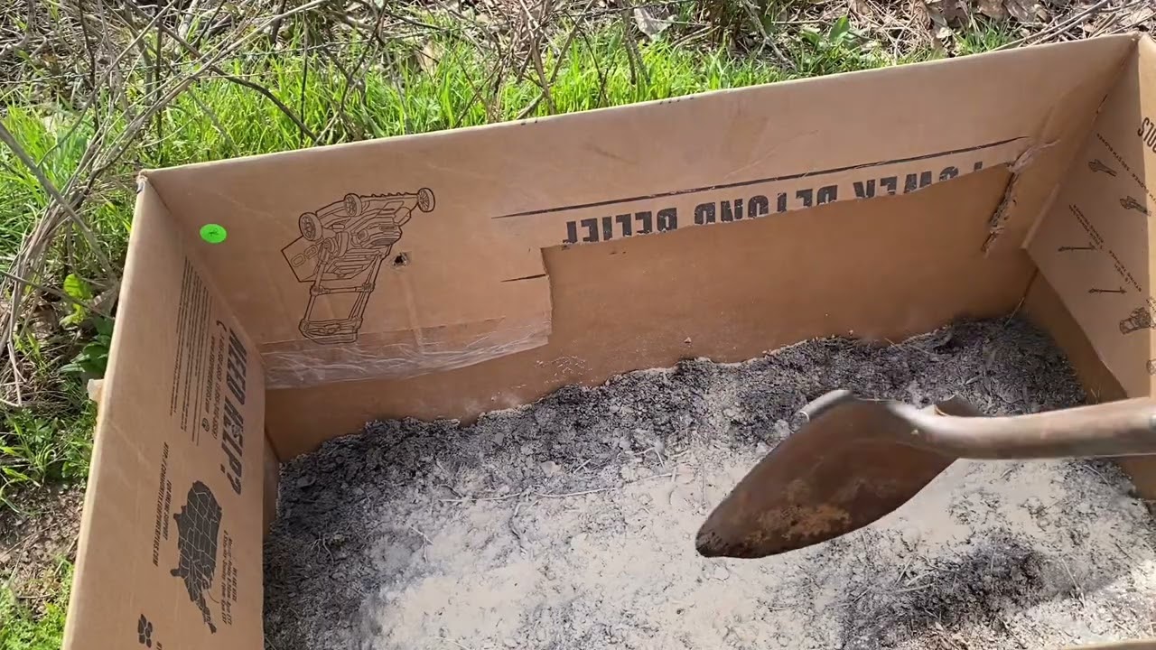 Planting potatoes in a cardboard box