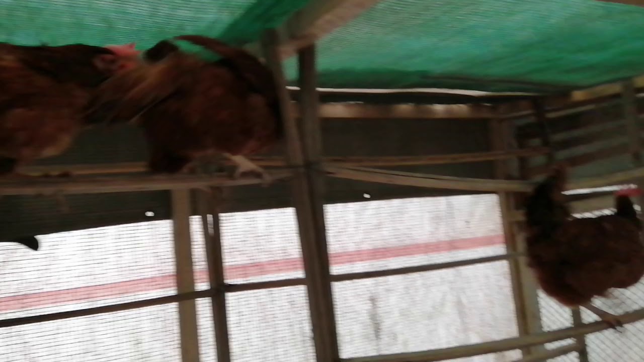 🐥 RIR Commercial Egg laying Females🐥