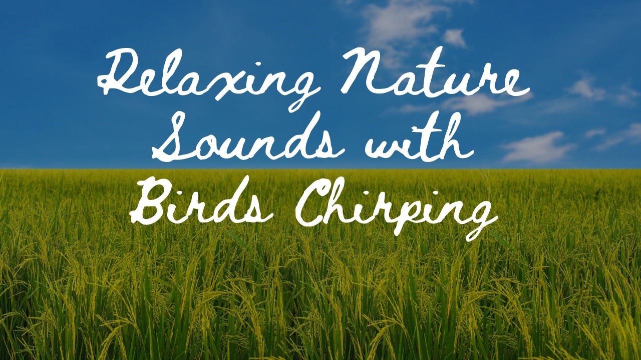 Relaxing Nature Sounds with Birds Chirping
