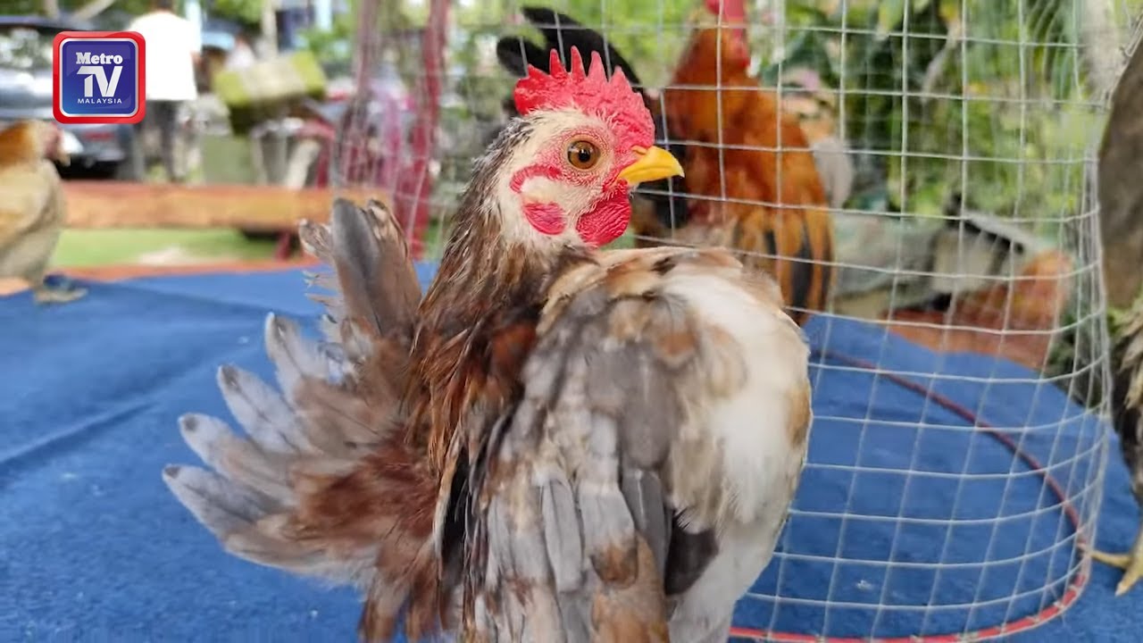 Baka ayam serama berkualiti jadi buruan
