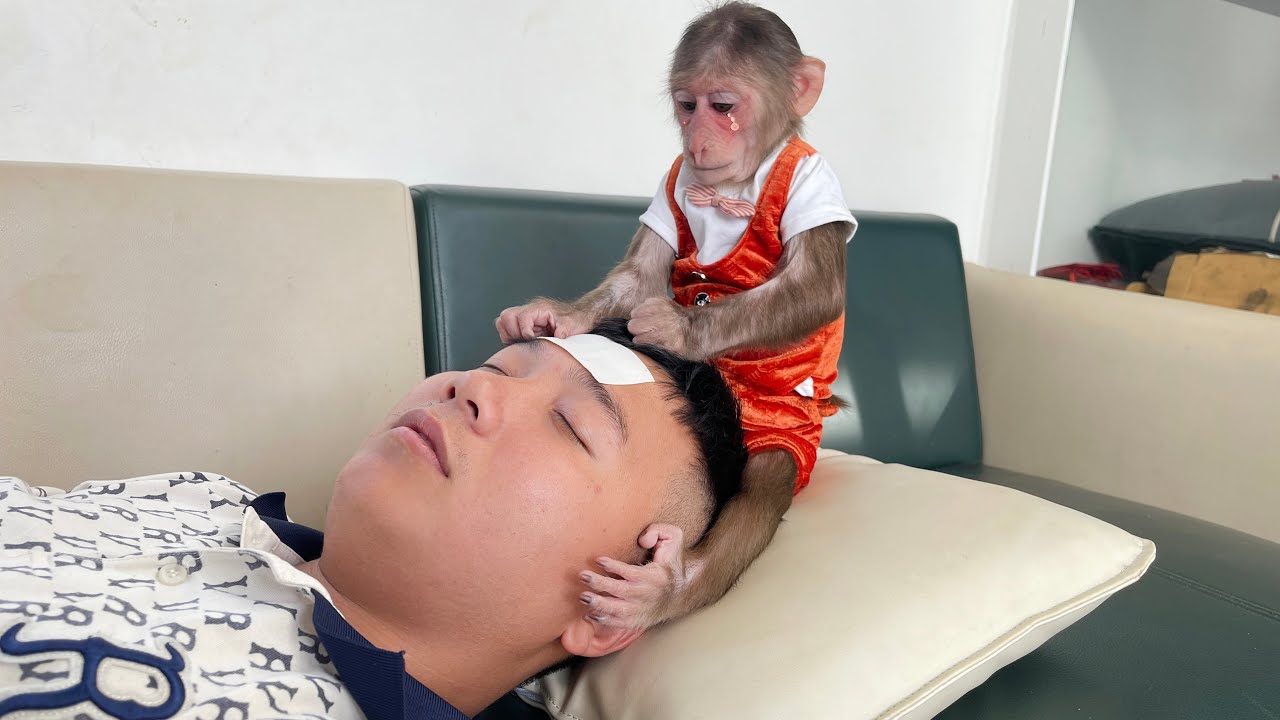 Monkey Cubis cried worriedly when Dad had high fever!