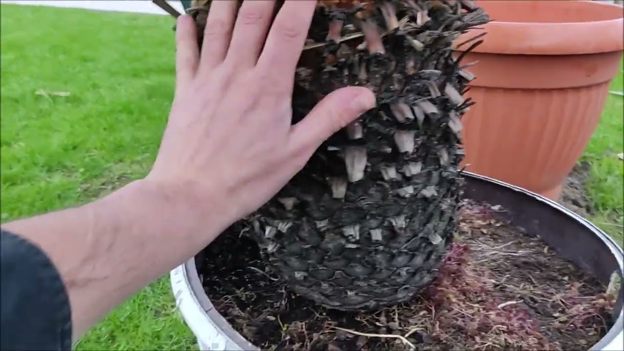 Cycas revoluta Sagowiec odwinięty, przesadzanie.