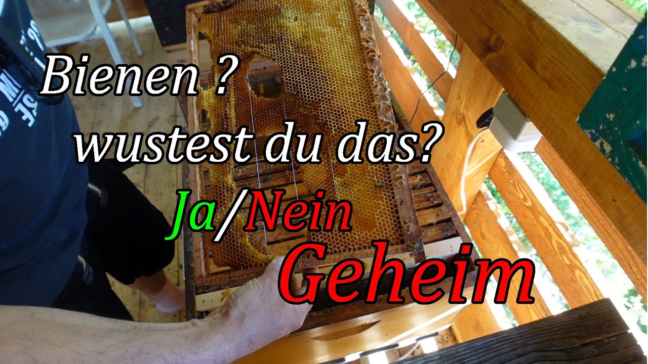 Imkern in der Dadant der Trick, Imkern mit Bienenfachwart Jupp.