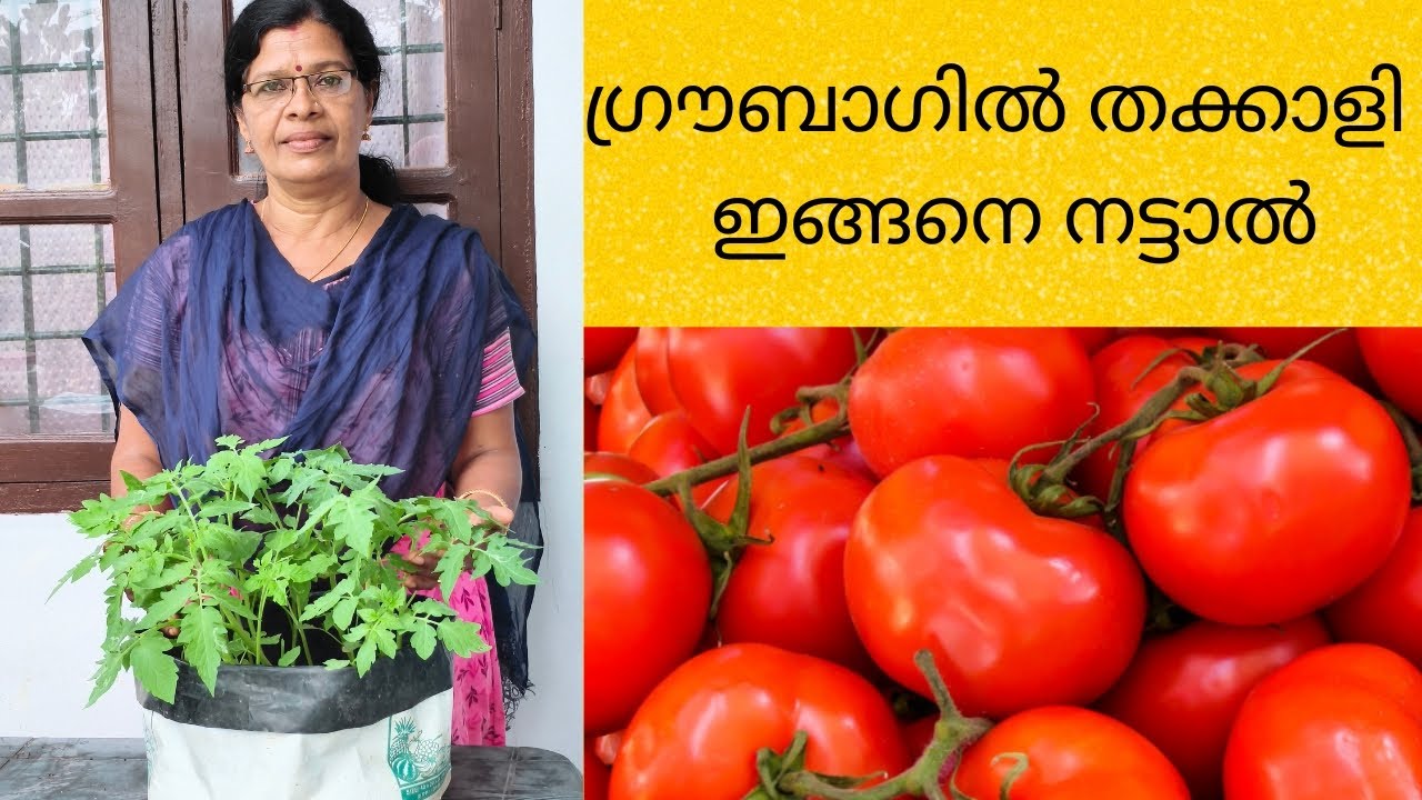 തക്കാളി ഗ്രൗബാഗിൽ നട്ടാൽ നൂറുമേനി വിളവ്👍