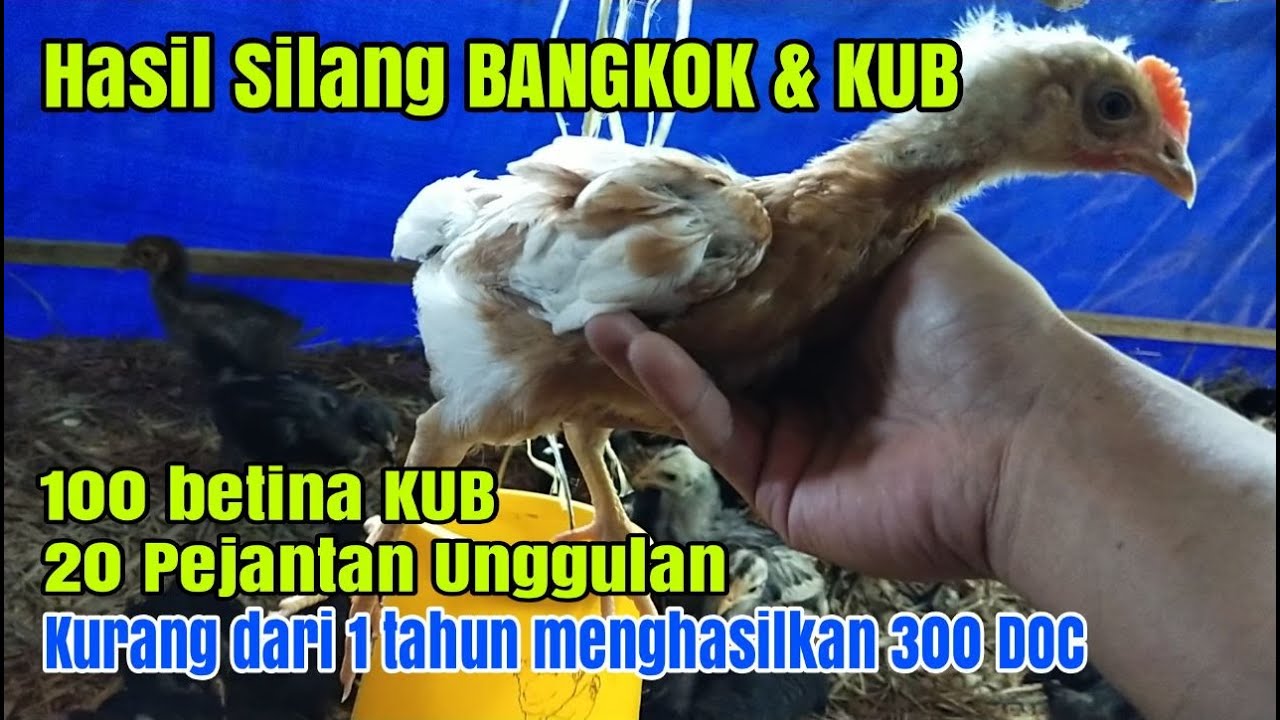 Ayam Hasil Silang antara BANGKOK dan KUB