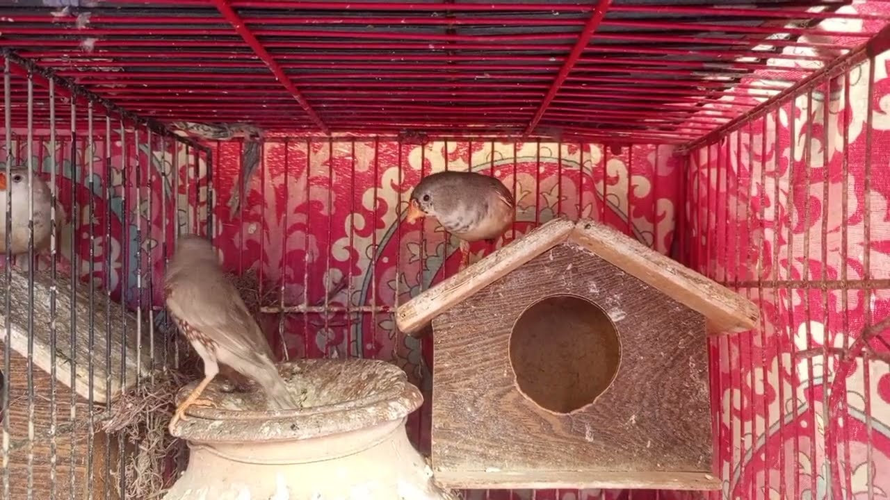 Finch breeder pair age 2 years 