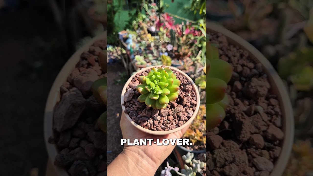 #plantas