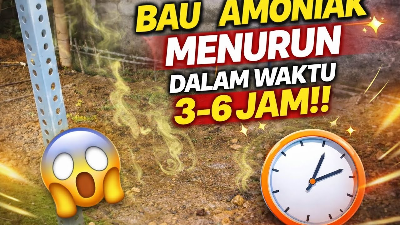 CARA MENGHILANGKAN BAU KOTORAN PADA KANDANG AYAM DENGAN CEPAT!!! 