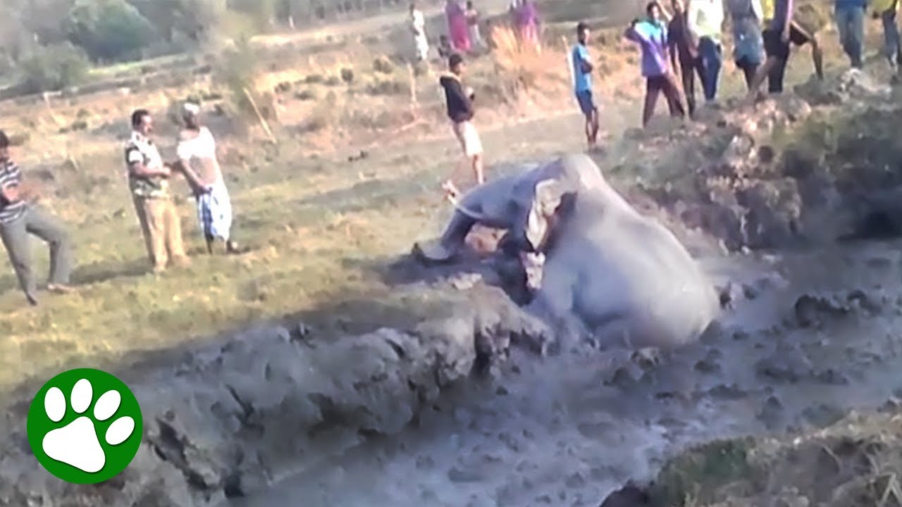 Elephant Calf Rescued From Mud Pit