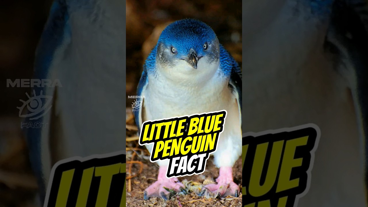 LITTLE BLUE PENGUIN 🐧 #penguin #littlepenguin #fairypenguin #birds #shorts #animals #animalfacts