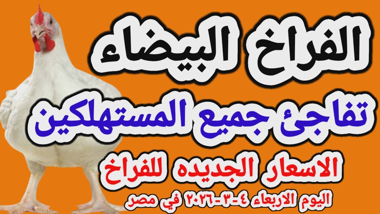 اسعار الفراخ البيضاء اليوم/ سعر الفراخ البيضاء اليوم الاربعاء 2026/3/4 في مصر