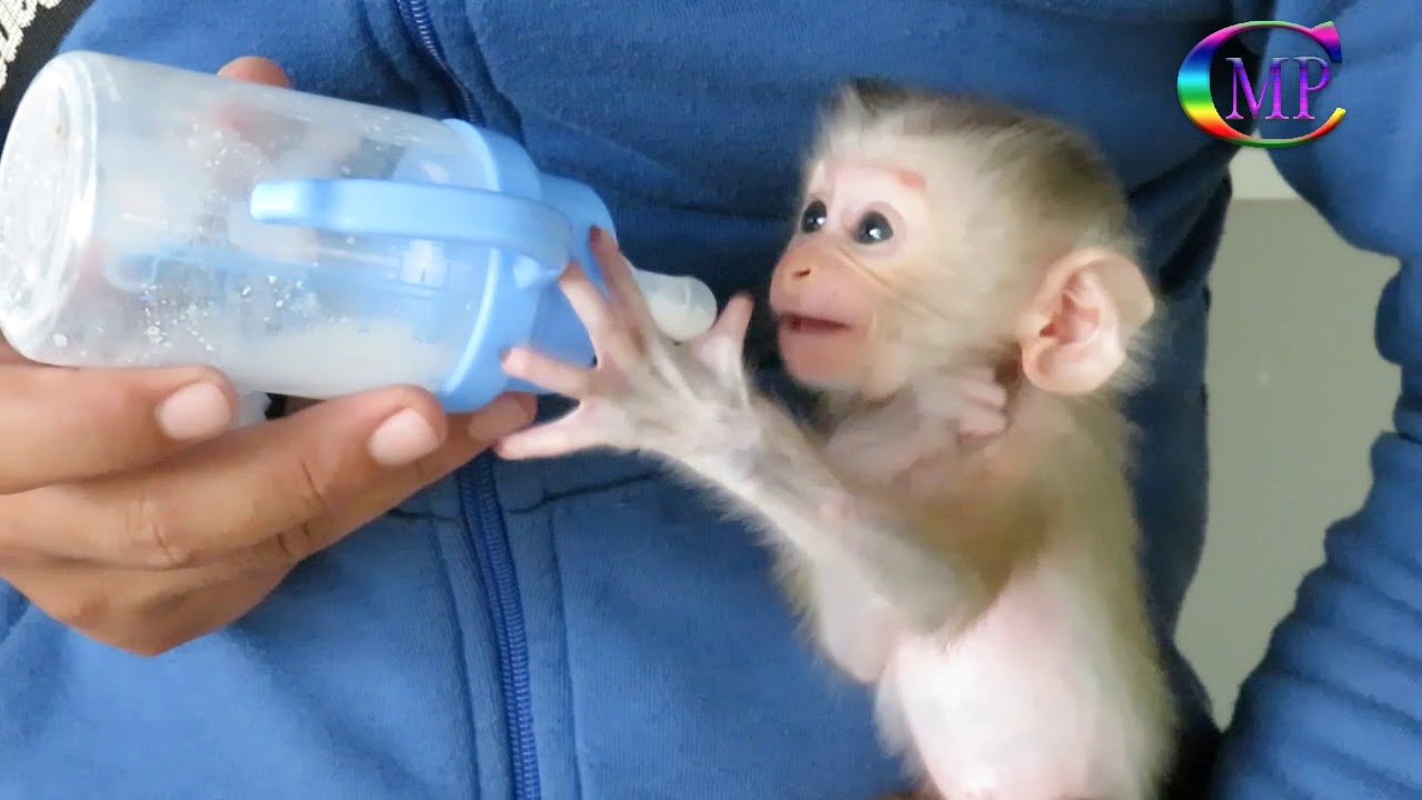 Cutest  Baby Pigtail Monkey Crying  Loudly,Because of Hungry Milk From Mother,Pity Orphan